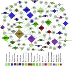 Image result for Crassocephalum picridifolium