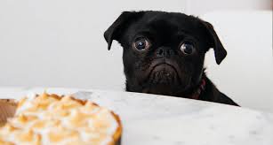 The psychoactive effects of marijuana can be concerning, but not necessarily. Is Pot Safe For Dogs Gallant