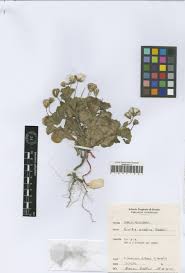 Image result for Blepharis stuhlmannii