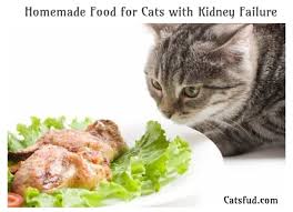 Homemade Food For Cats With Kidney Failure Catsfud Homemade Cat Food Homemade Recipes Food