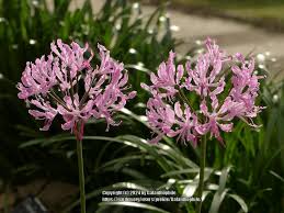 Image result for Nerine gaberonensis