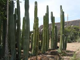Image result for Lophocereus marginatus