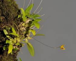 Image result for Bulbophyllum sandersonii
