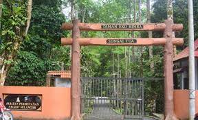 Oletko käynyt kohteessa hutan lipur sungai bantang? Hutan Lipur Sungai Tua Dapnyatv