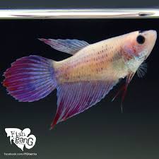 Facebook Com Fgbetta Betta Betta Fish Fish