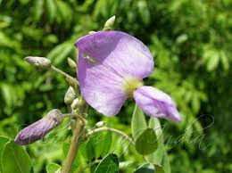 Image result for Mundulea sericea