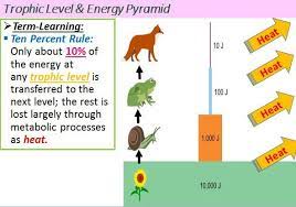 Ecology 10 Rule Energy Pyramid How To Memorize Things Science Teaching Resources