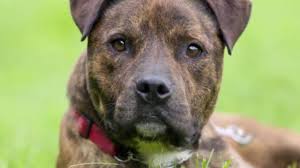 We did not find results for: Brindle Pitbull Dog Breed Info Pictures Personality Facts Doggie Designer