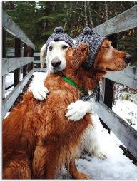 Lots of different animals are featured in our animal christmas cards and wildlife christmas cards, but dogs tend to pop up a lot! Dog Black And White Aspca Christmas Boxed Cards By Graphique De France Barnes Noble