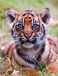 We offer customized tours to bali, indonesia and asia. 21 Indonesian Jungle Babies Worth Saving Ideas Cute Animals Animals Animals Wild