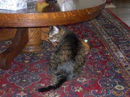 Did you wait too long? Sunday Cat Blogging Inflammatory Bowel Disease Ibd Anniemiz