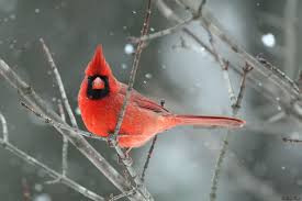 Gray Bird With Red Mohawk 500px Photo Mohawk By Melissa Penta Beautiful Birds Pet Birds Red Birds