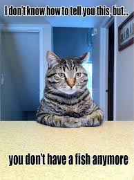 With tenor, maker of gif keyboard, add popular dead fish animated gifs to your conversations. Funny Fish Memes Completely Off Topic Discussions Page 8 Praquatics Com Aquarium Forums By Hobbyists For Hobbyists