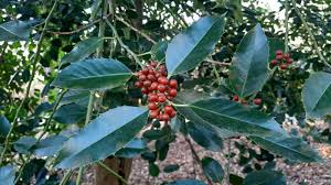 Image result for Ilex latifolia