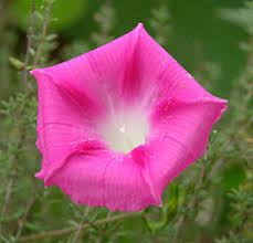 Semoga anda tidak kesulitan lagi dalam mengidentifikasi kode seri nomor pokok wajib pajak saat mnegisi formulir ssp ataupun hal lainnya terkait masalah perpajakan. Morning Glory Wikiwand