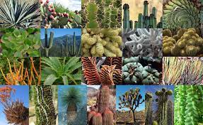 Find out your cat type by taking this quiz! Select A Succulent Quiz By Scuadrado