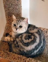Cats, the undisputed kings and queens of the internet. 50 Cats With The Craziest Fur Markings Bored Panda