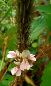 Image result for Indigofera fuscobarbata