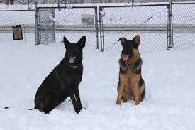 Ember And Diesel My Precious Snow Shepherds German Shepherd Dogs Shepherd Dog German Shepherd
