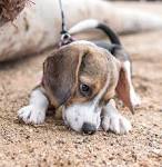 Blue Tick Beagle Puppies For Sale Near Me | PETSIDI