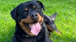 Fundraiser for Sarah Towers by Gail Green : Help save Fife Rottie rescue