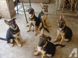Beginner & advanced · dog training simplified · simple yet effective German Shepherds Puppies For Sale In Texas