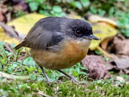 Image result for Pycreus muricatus