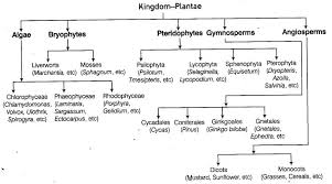 Plant Kingdom Cbse Notes For Class 11 Biology Cbse Tuts