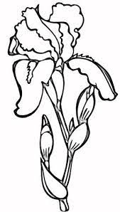 Iris Coloring Page Free Printable Coloring Pages Flower Line Drawings Flower Drawing Iris Flowers
