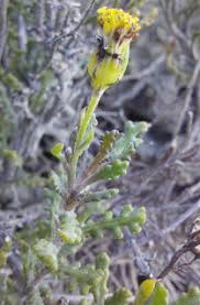 Image result for Oreophyton