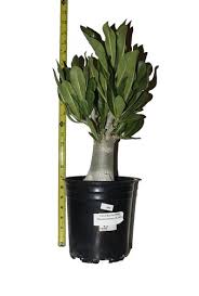 Image result for Pterodiscus aurantiacus