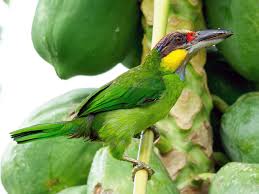 Ready to learn lompat tinggi and 16 other words for atletik in american english? Gold Whiskered Barbet Gold Whiskered Ebird