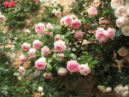 La rosa botero è una varietà che sviluppa grandi fiori rossi molto doppi e molto profumati. Ristorante Agriturismo Alle Rose In Rive D Arcano Con Cucina Italiana