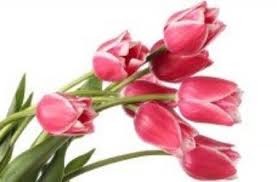 Qui troverai per scaricare e condividere immagini di fiori e frasi con messaggi e fiori che buon compleanno immagini gratis per facebook e whatsapp. Significato Dei Fiori Un Fiore Per Ogni Emozione