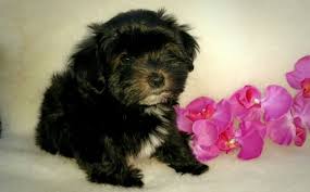 Willow springs havanese | havanese puppies for sale. Havanese Puppies Austinhavanese Havaneseintexashillcountry Havanesepuppiesforsale Kerrvilletxhavanesepuppiesfo Havanese Breeders Havanese Puppies Havanese