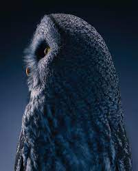 Magnificent Wild Animals Portrait Photography By Tim Flach Pet Portraits Photography Animals Wild Wildlife Photography