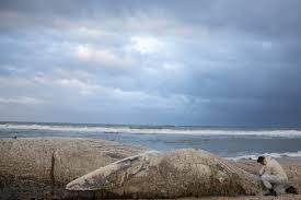 Khalil a cassimally mauritius oil spill: Israel Shuts Mediterranean Shore After Oil Devastates Coast