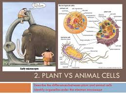 Explore plant cell vs animal cell from 17 cellular perspectives such as shape, size, plasticity, vacuole, chloroplast, lysosome, centriole, food storage, and more. 2 Plant Vs Animal Cells Describe The Differences Between Plant And Animal Cells Identify Organelles Under The Electron Microscope Ppt Video Online Download