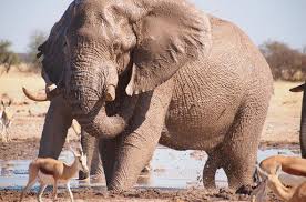 Nxai Pan Camp Nxai Pan Safari In Botswana San Bushmen Game Drives