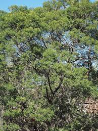 Image result for Acacia mearnsii