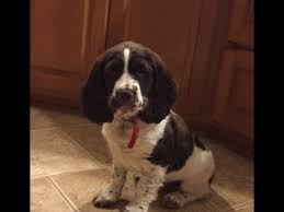 We hope you've found this a helpful guide on how to find english springer spaniel puppies for sale in georgia (ga). View Ad English Springer Spaniel Puppy For Sale Near Georgia Augusta Usa Adn 9005