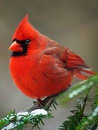 The Bird Of Truth Fairy Tale Beautiful Birds Animals Beautiful Pet Birds