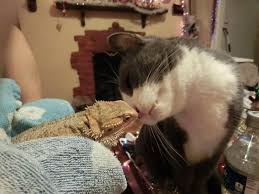 Cat And Iguana Unlikely Animal Friends Funny Cats Internet Cats