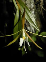 Image result for Epidendrum