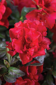Pin On Gardening Inspiration