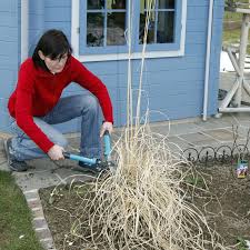 So Gelingt Der Ruckschnitt Von Grasern Mit Bildern Pampasgras Schneiden Gras Pampasgras Pflanzen