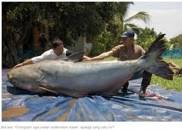 Ikan Raksasa Yang Pernah Ditangkap Dengan Memancing Gilamancing Com