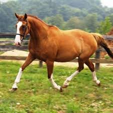 All miniature horses and ponies under 10 hands are always measured in either inches or cms. Thoroughbred Horses On Twitter Dream Horse Handsome Black Thoroughbred About 17 Hands Tall About 15 Years Old Excellent Https T Co P3jfx4um4i