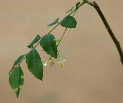 Image result for Clausena anisata