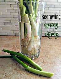 Regrow Spring Onions In Water Fun Gardening Hack